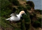 3 - Gannet collecting nesting material.jpg